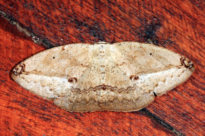 Oxydia betzi