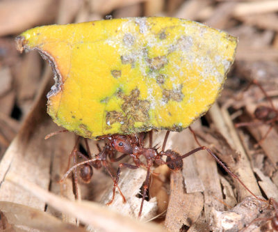 Ecuador Ants
