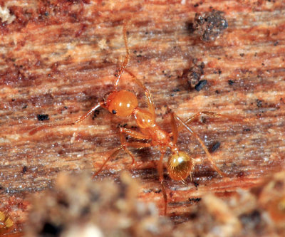 Pheidole sp.