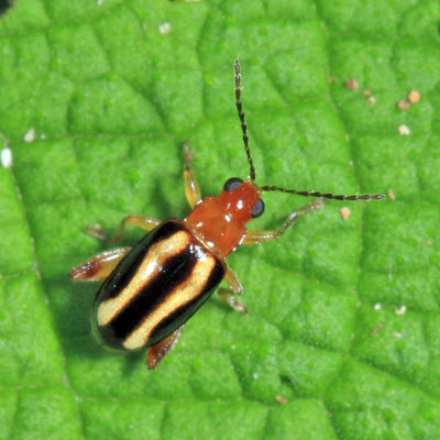 Systena sp.