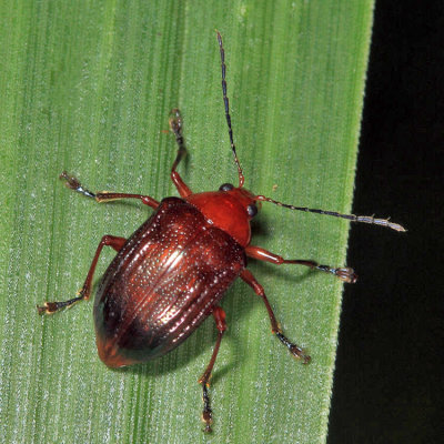 Chalcophana sp.
