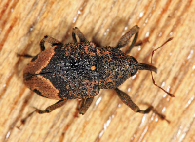 Coelosternus sp.