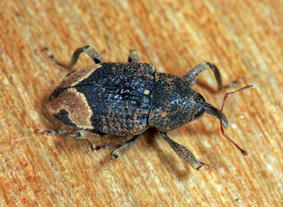 Coelosternus sp.