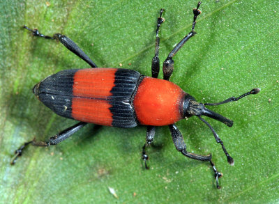 Rhodobaenus apicalis