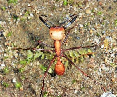 Eciton burchellii