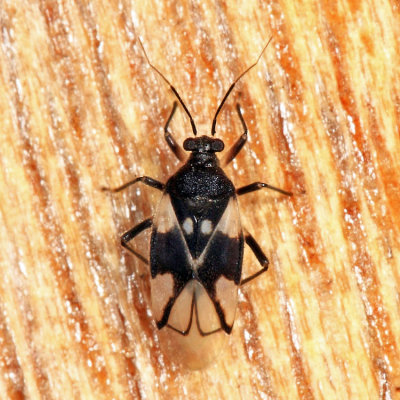 Miridae - Eccritotarsus sp.