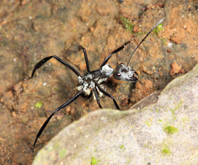 Camponotus sericeiventris