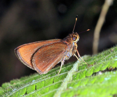 Redundant Skipper - Corticea corticea