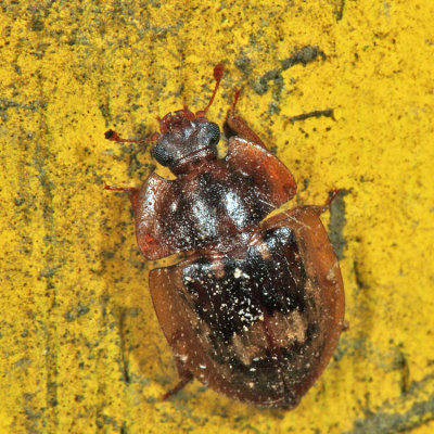 Nitidulidae