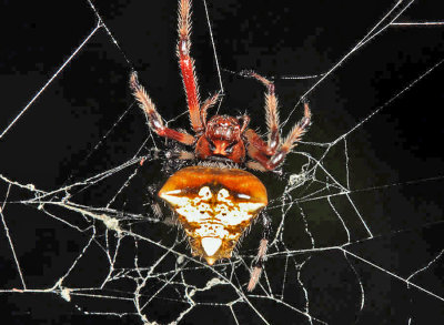 Arrow-shaped Spider - Verrucosa sp.