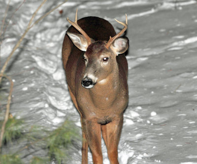 White-tailed Deer - Odocoileus virginianus