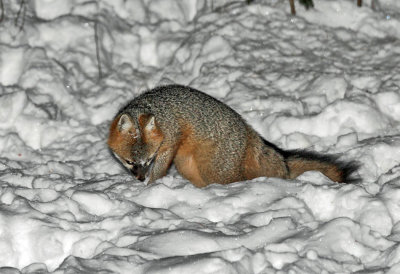 Gray Fox - Urocyon cinereoargenteus