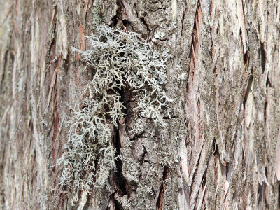 Common Antler Lichen - Pseudevernia consocians