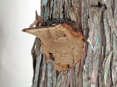  Pine Bracket - Porodaedalea pini 