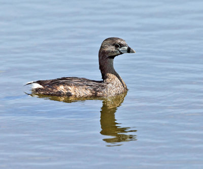 Pied-billed Grebe - Podilymbus podiceps