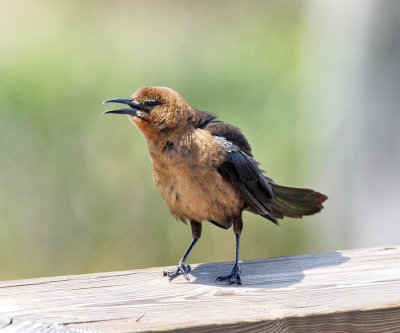 Boat-tailed Grackle - Quiscalus major (female)