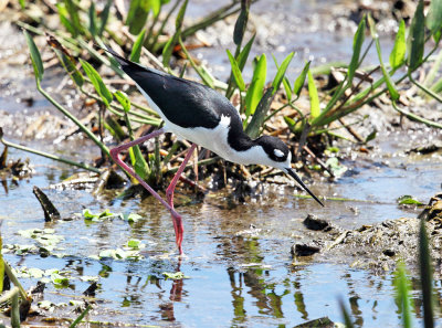 Black-necked Stilt - Himantopus mexicanus