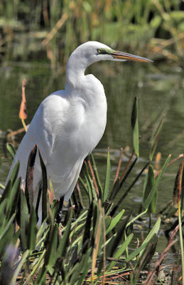 Great White Blue Heron - Ardea herodias 