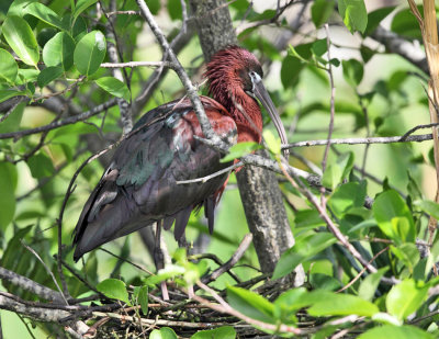 Glossy Ibis - Plegadis falcinellus (on nest)