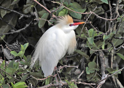 Cattle Egret - Bubulcus ibis 