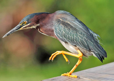 Green Heron - Butorides virescens