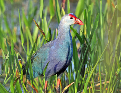  Gray-headed Swamphen - Porphyrio poliocephalus 