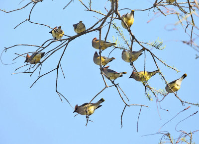 Cedar Waxwings - Bombycilla cedrorum