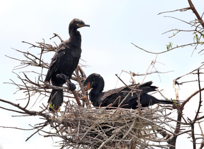 Double-crested Cormorant & Neotropic Cormorant (mated pair with chick in nest)