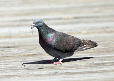 Rock Pigeon - Columba livia