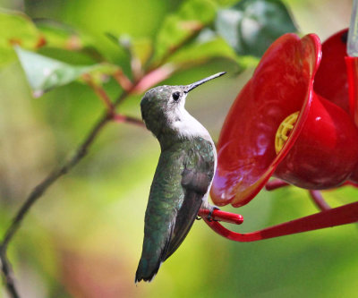 Ruby-throated Hummingbird - Archilochus colubris