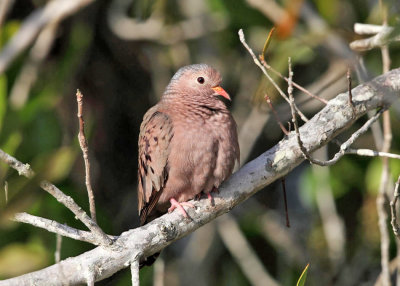 Common Ground-Dove - Columbina passerina