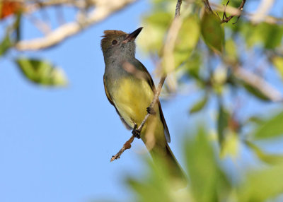 Great-crested Flycatcher - Myiarchus crinitus