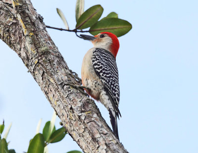 Red-bellied Woodpecker - Melanerpes carolinus