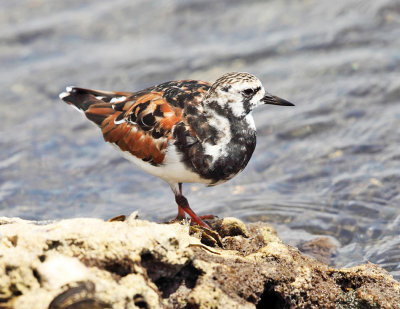 Ruddy Turnstone - Arenaria interpres