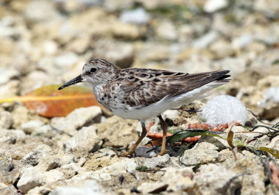 Least Sandpiper - Calidris minutilla