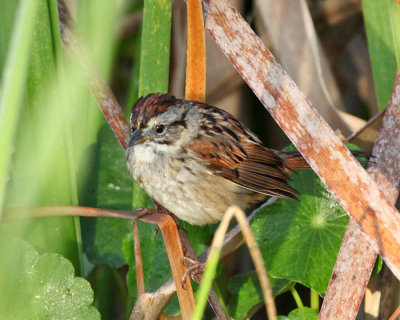 Swamp Sparrow - Melospiza georgiana