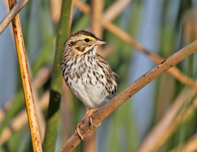 Savannah Sparrow - Passerculus sandwichensis