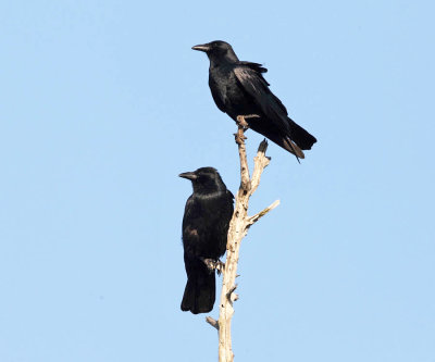 Fish Crows - Corvus ossifragus