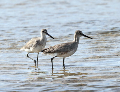 Willet - Tringa semipalmata