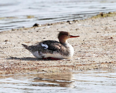 Red-breasted Merganser - Mergus serrator