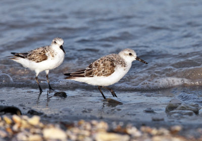 Sanderling - Calidris alba