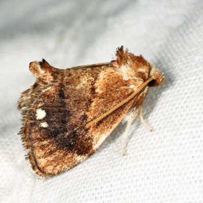 4658 - Packardia albipunctata