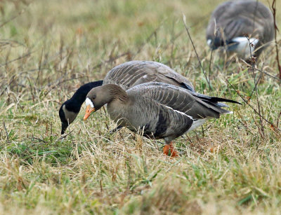 Greater White-fronted Goose - Anser albifrons