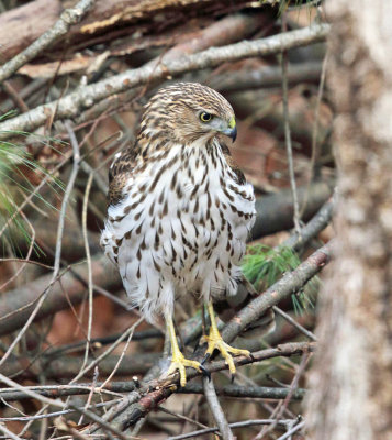 Cooper's Hawk - Accipiter cooperii