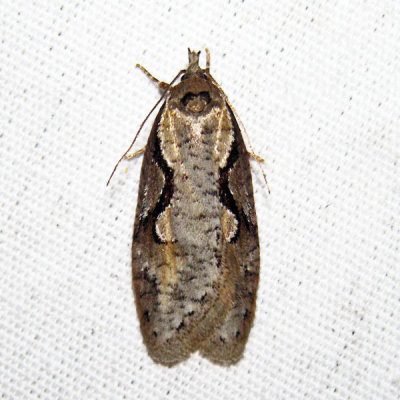 0912 – Packard's Concealer Moth – Semioscopis packardella