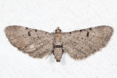 7586.1 - Wormwood Pug - Eupithecia absinthiata