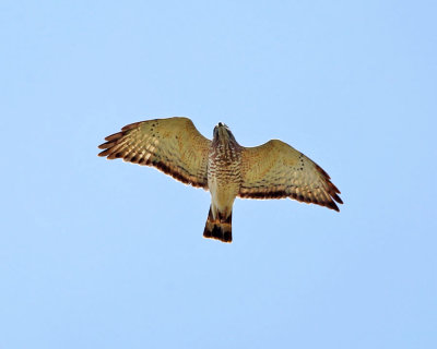 Broad-winged Hawk - Buteo platypterus