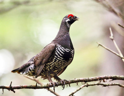 Spruce Grouse - Falcipennis canadensis