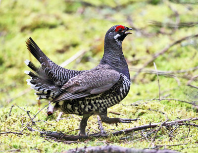 Spruce Grouse - Falcipennis canadensis