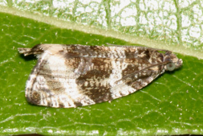 2770  Dusky Leafroller  Orthotaenia undulana 